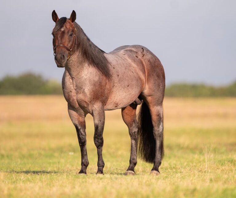 The Ultimate Guide to Breeding Season: How to Get Your Mare Bred to Nu One Time Blues
