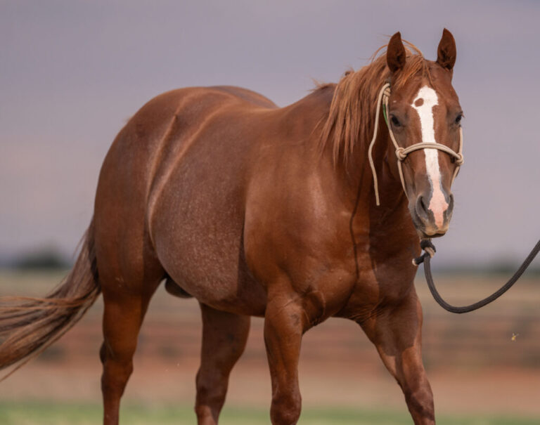 Preparing Your Mare for a Successful Breeding Season: Tips from the Experts