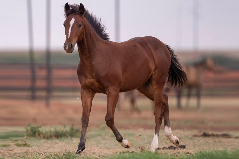 Get Your Gucci On: 2025 Yearlings by Roping Royalty!