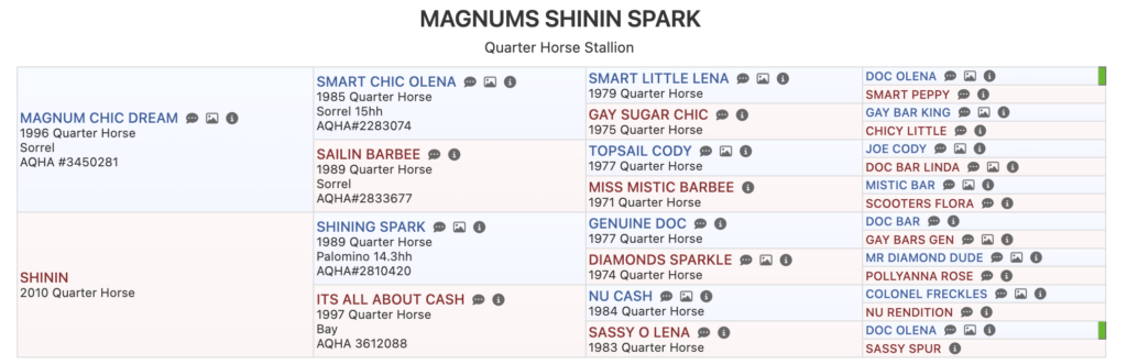 Magnums Shinin Spark is bred to shine—by Magnum Chic Dream and out of a daughter of Shining Spark and Nu Cash. His pedigree is stacked with reining and roping greats.