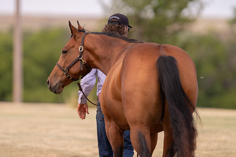 It’s Gucci: A Breeding Philosophy Rooted in Performance, Pedigree & Mare Power